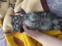 British shorthair silver tabby kızımı sahiplendiriyoruz