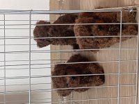 OYUNCAK BOY KORE TOY POODLE BEBEKLER
