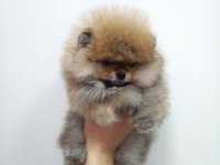 Pomeranian Boo Sevgiyle Büyütülen
