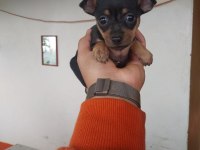 1.250 gr olacak pinscher