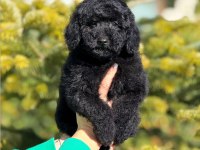 Siyah toy poodle kömür karası yavrumuz