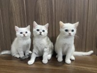 British shorthair yavrularım