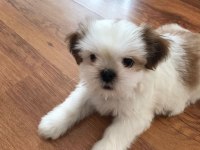 Çok tatlı shih tzu