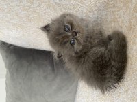 40 Günlük British Longhair
