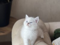 ÜST DÜZEY BRİTİSH SHORTHAİR YAVRUM
