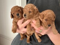 POODLE YAVRULARIMIZ YENİ EVLERİNİ BEKLİYOR