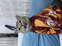 Kedimizi sahiplendiriyoruz
