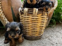 TEACUP YORKİ BEBEKLER DİŞİ ERKEK MEVCUT KAPIDA ÖDEME