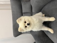Oyuncul Erkek Pomeranian