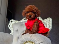 Vitrin güzeli poodle