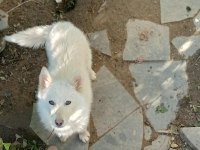 ANTALYADAN ANNE ALTINDAN 5 AYLIK DİŞİ SİBİRYA KURDU