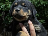 Minigimi sahiplendireceğim rottweiler