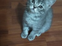 British shorthair yavrularımıza yuva arıyoruz