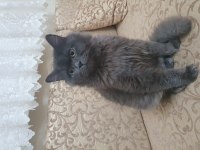 BRİTİSH SHORTHAİR KARDEŞLERE ÖMÜRLÜK YUVA ARIYORUZ