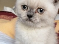 Ücretli british longhair sahiplendirme