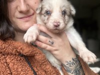 Border Collie Yavrularımız eğitim merkezimizden