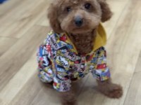 6 Aylık aşıları tam erkek toy poodle