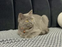 Minik british shorthair dostumuza yuva arıyoruz