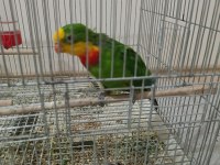 Barraband cinsi papağanımız