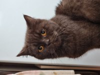 British Shorthair çikolata kızımız