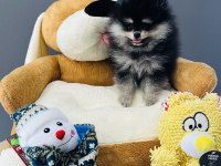 Yavru Pomeranian Boo Teacup Sıfır Burun Show Kalite