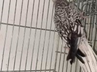 Sultan Papağanı Dişi