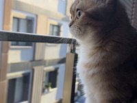 9 aylık Mikroçipli British Shorthair Gold dişi