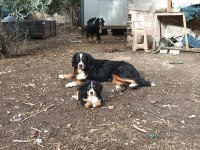 Bernese dağ köpeği