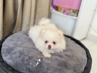 Beyaz pomeranian çocuğu