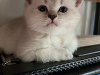 British Shorthair Erkek Yavrular
