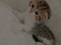 ÇOK UYGUNA KIRMA BRİTİSH SCOTTİSH YAVRULAR