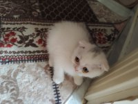 Scottish fold yavru kedimiz