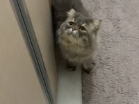 Persian cinsi oğlumuz acil yuva arıyor