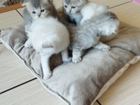 Güzel yavrularımız sahiplendirilecektir scottish fold