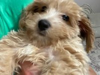 0 numara mini boy mükemmel ırk maltipoo yavru
