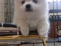 Pomeranian Bebeklerim