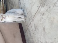 Omurluk yuva arıyoruz kedimize