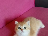 Kedimize yeni ailelerimiz aranıyor