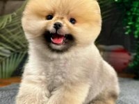 Yavru Patiler Den Neşe Kaynağı Pomeranian Boo Yavrular
