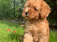 Toy poodle bebeklerimiz