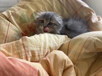 2.5 aylık sağlıklı british longhair yavrular