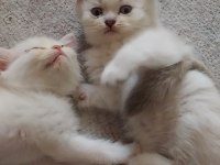 Maviş gözlü Blue point yavrularımız scottish fold