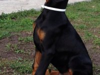 Kaliteli İnsanın Kaliteli Doberman Köpeği Olur