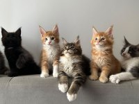 Sağlık Ve Irk Garantili Minik Maine Coon Devler