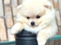 POMERANİAN BOO DÜNYASI