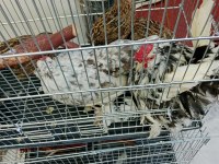 Özel cins tavuk ve horozumuz satılıktır