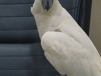 Evcil kakadu papağanı