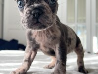 Mavi gözlü french bulldog yavrularım