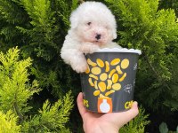 Malti̇poo Bebekleri̇mi̇z