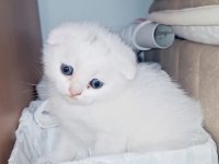 Top Surat Ponçik Scottish Fold Teslime Hazır